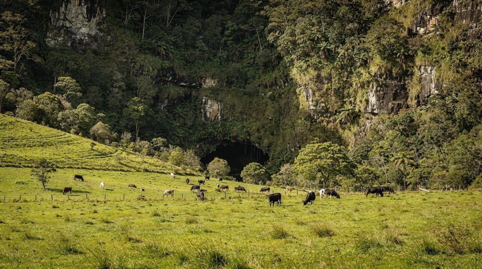 How to see glowworms in New Zealand — A practical guide to seeing New Zealand's glowworms at Waitomo and beyond — what