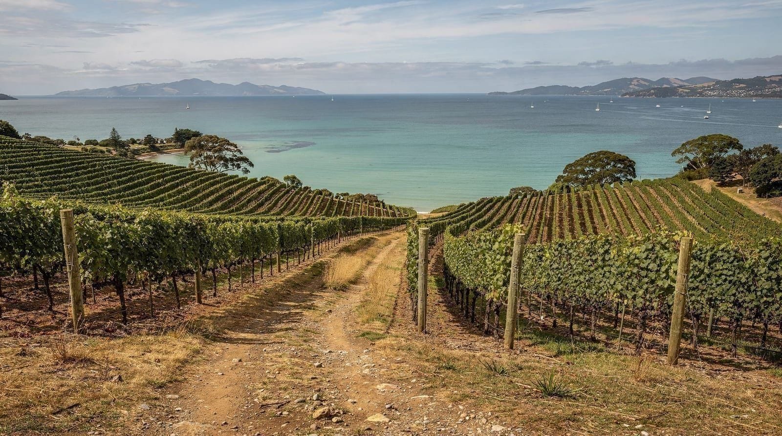 Waiheke vs Coromandel: which North Island day trip should you pick — Waiheke Island or Coromandel and Cathedral Cove: distance, cost, what each is ac