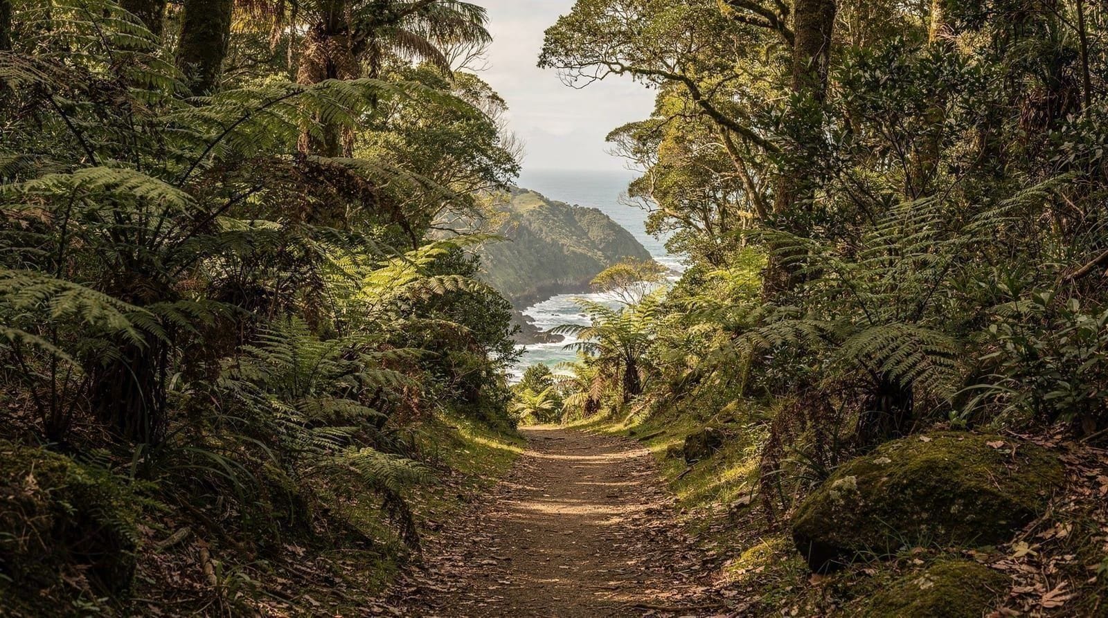 The best hikes in and around Auckland — Auckland's best walks and hikes, from 20-minute volcanic cone summits to full-da