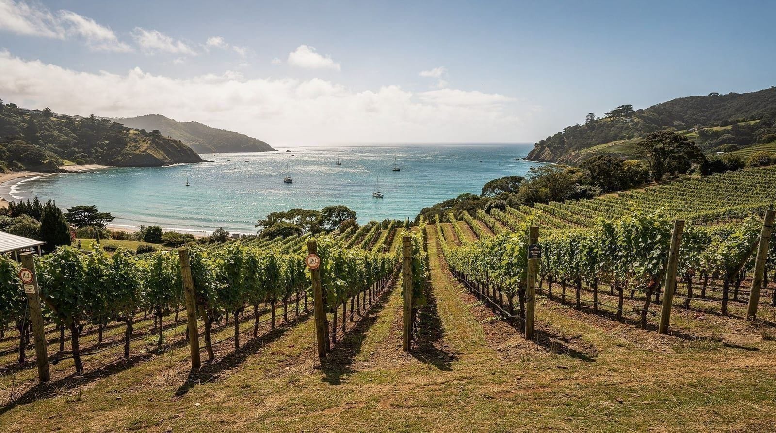 Waiheke Island day trip from Auckland — Waiheke Island day trip from Auckland: 40-minute ferry, ferry vs wine tour prici