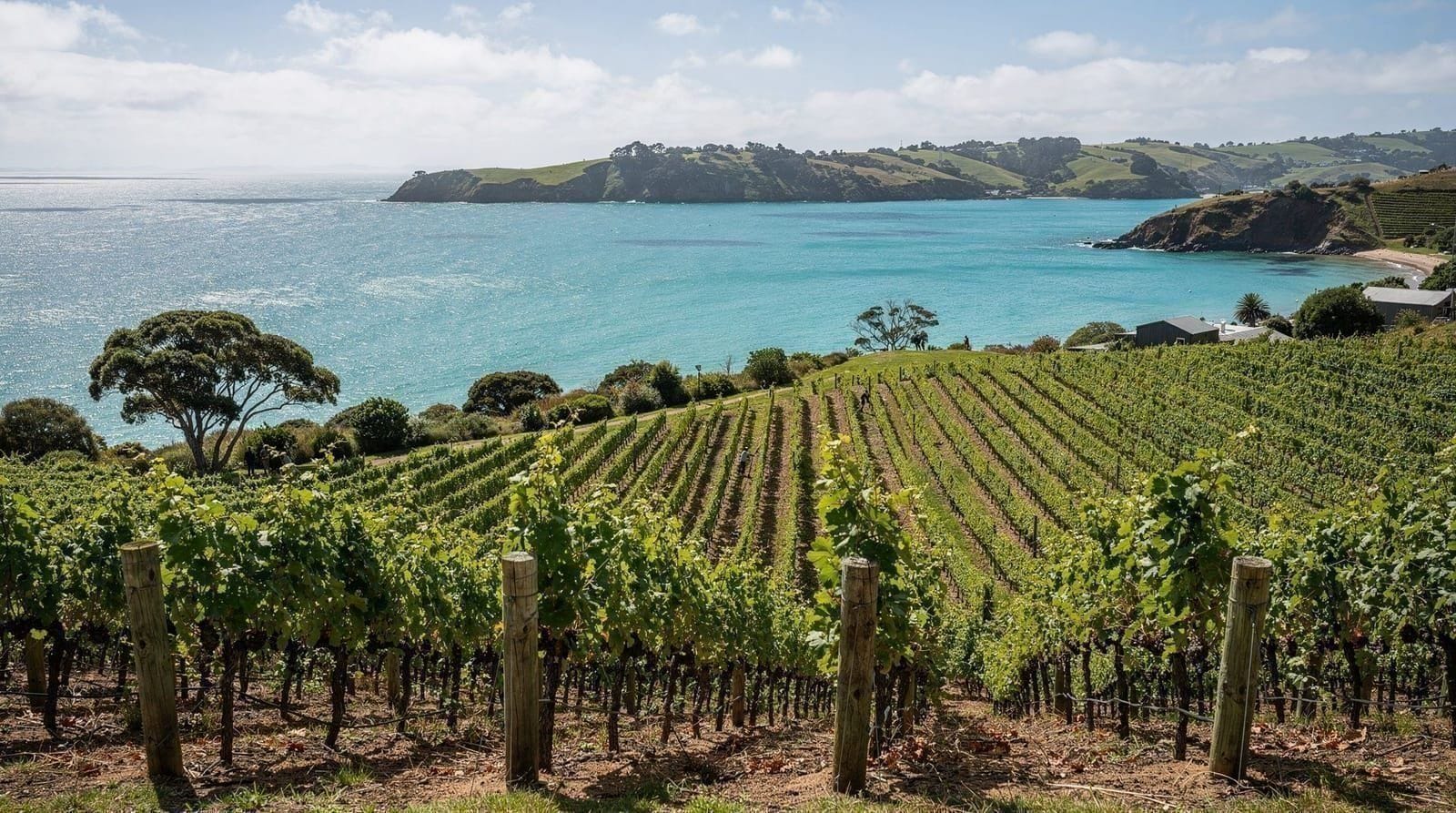 Auckland: From auckland waiheke island return fast ferry ticket