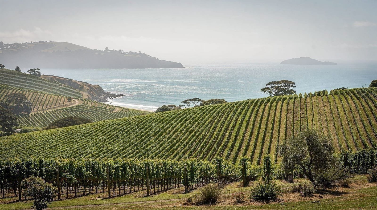 Waiheke Island: Island scenic premium wine tour max 11 clients