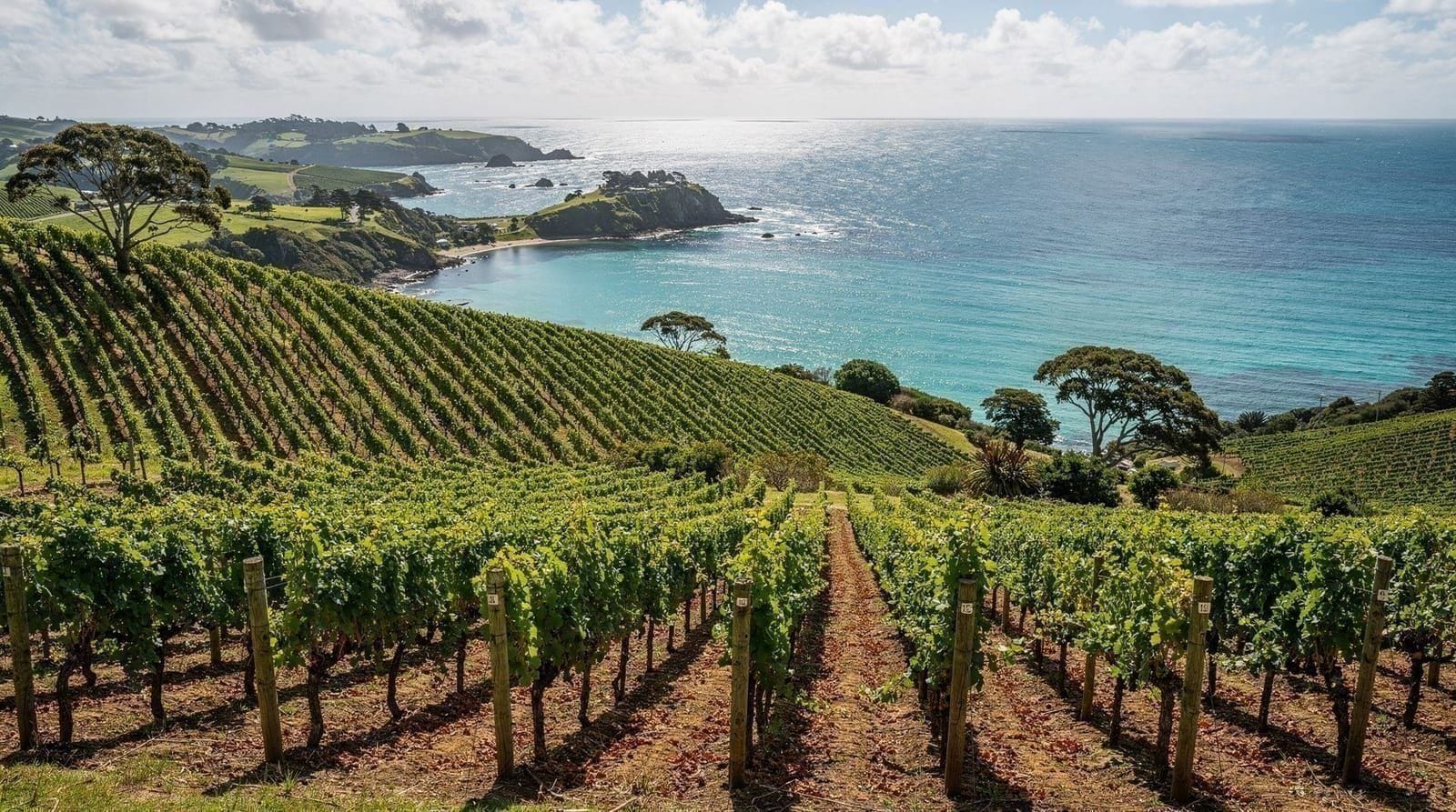 Auckland: Waiheke island wine tasting tour