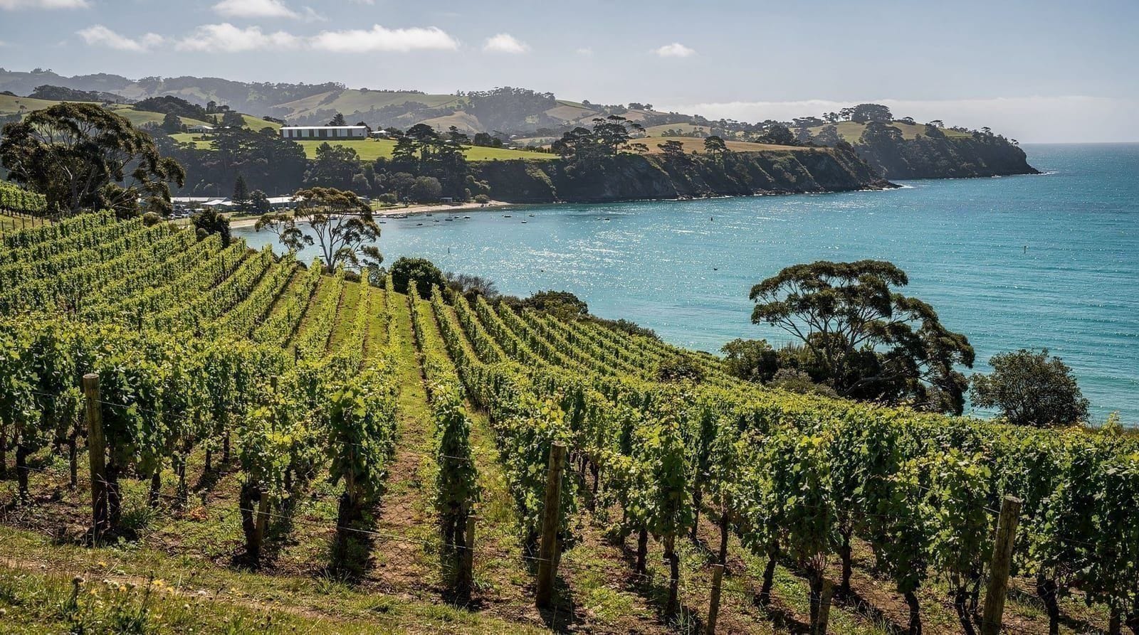 Ziplining on Waiheke Island — Waiheke Island's zipline canopy tour through native forest, explained: what it's