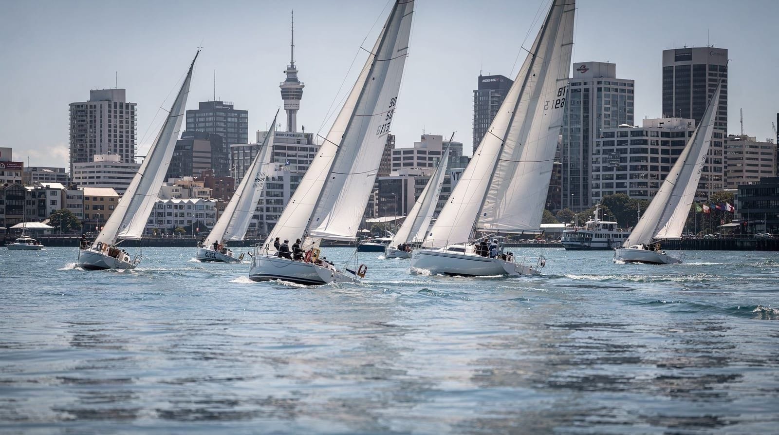 Auckland harbour sailing cruise: which one to choose