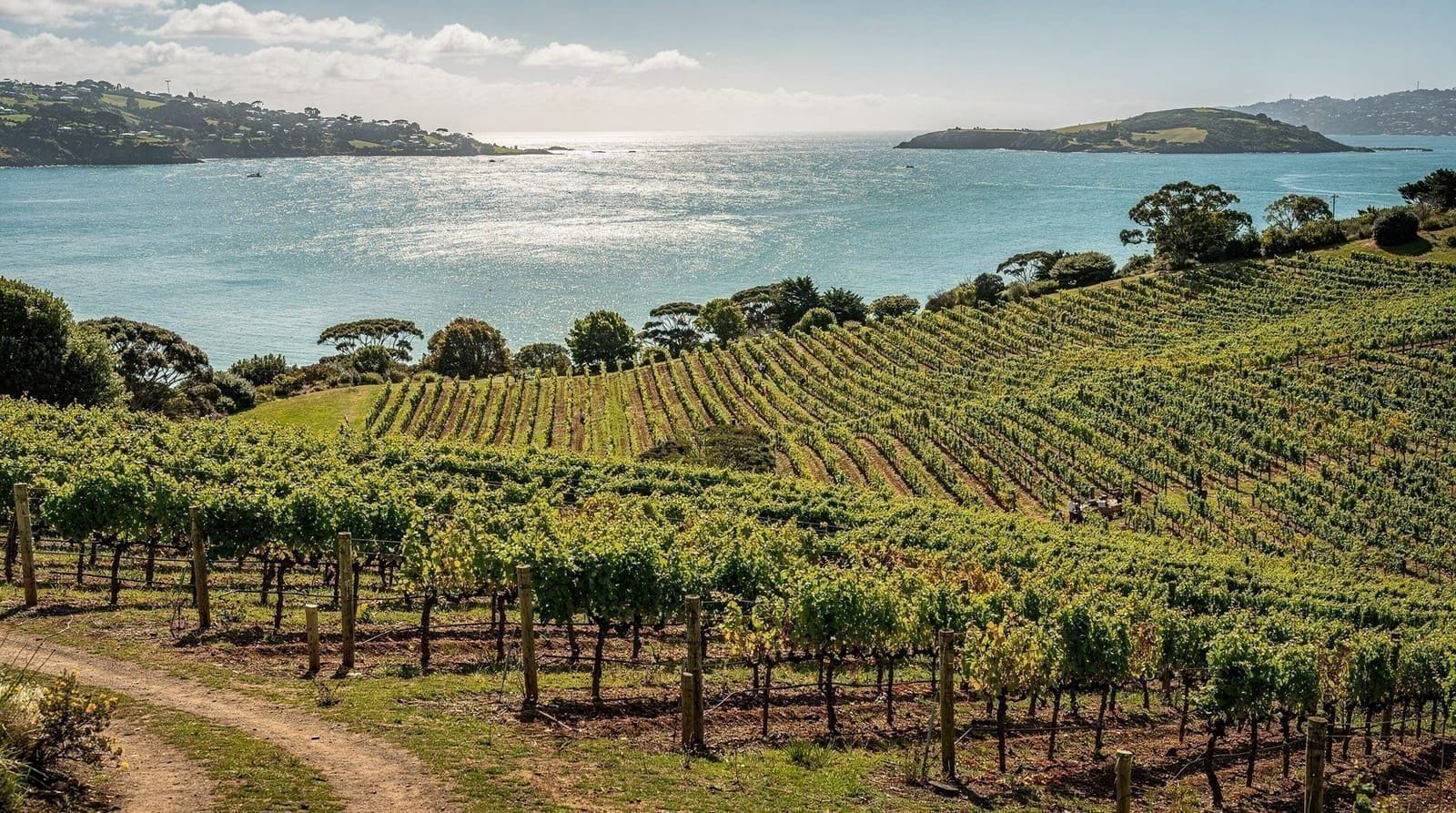 Waiheke Island wine tour: which one to book and what it costs — Honest comparison of Waiheke Island wine tours from Auckland: prices in NZD, fer
